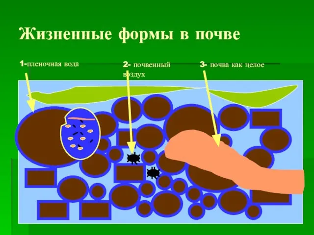 Жизненные формы в почве Soil as a medium 1-пленочная вода 2- почвенный