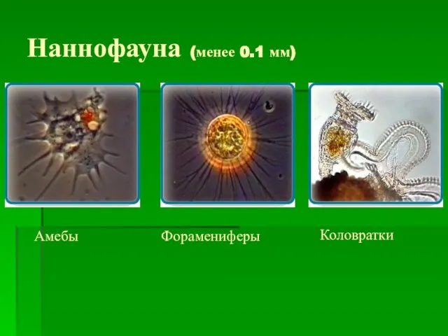 Наннофауна (менее 0.1 мм) Коловратки Амебы Форамениферы