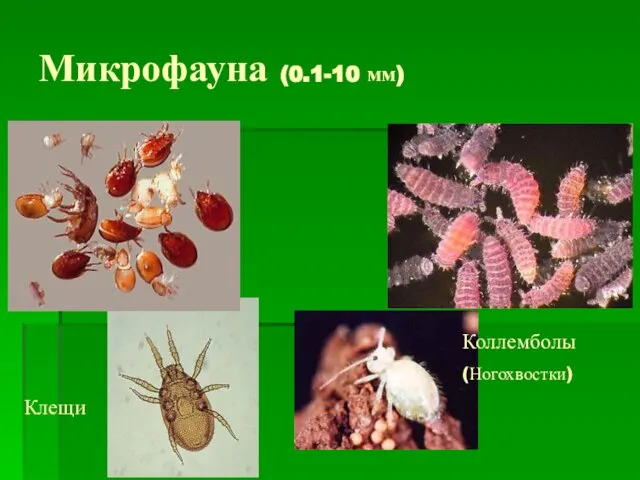 Микрофауна (0.1-10 мм) Коллемболы (Ногохвостки) Клещи