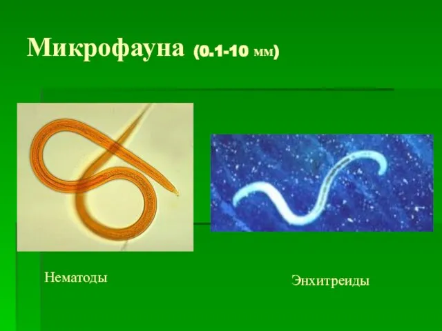 Микрофауна (0.1-10 мм) Энхитреиды Нематоды