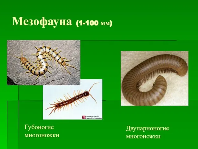 Мезофауна (1-100 мм) Двупарноногие многоножки Губоногие многоножки