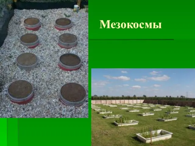 Мезокосмы