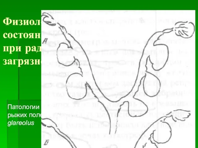 Физиологическое состояние животных при радиоактивном загрязнении Патологии беременности у рыжих полевок Clethrionomys glareolus