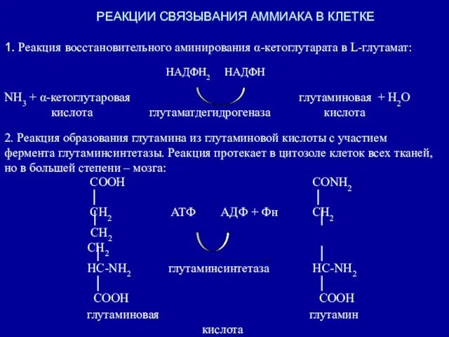 РЕАКЦИИ СВЯЗЫВАНИЯ АММИАКА В КЛЕТКЕ 1. Реакция восстановительного аминирования α-кетоглутарата в L-глутамат: