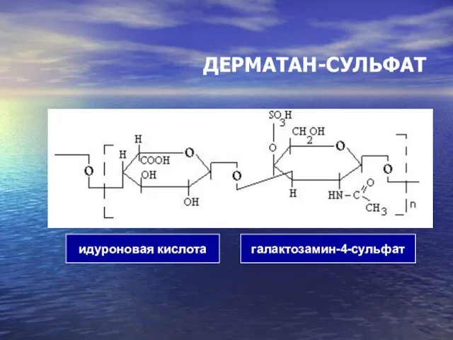 ДЕРМАТАН-СУЛЬФАТ идуроновая кислота галактозамин-4-сульфат