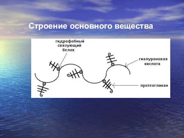 Строение основного вещества