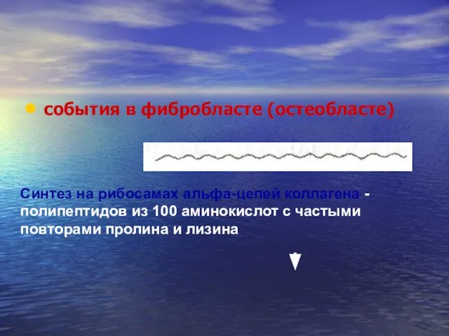 события в фибробласте (остеобласте) Синтез на рибосамах альфа-цепей коллагена - полипептидов из