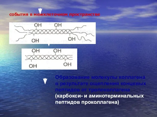 события в межклеточном пространстве Образование молекулы коллагена в результате ощепления концевых пептидов