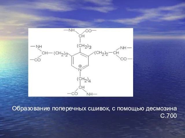 Образование поперечных сшивок, с помощью десмозина С.700