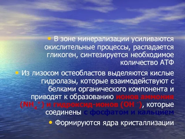 В зоне минерализации усиливаются окислительные процессы, распадается гликоген, синтезируется необходимое количество АТФ