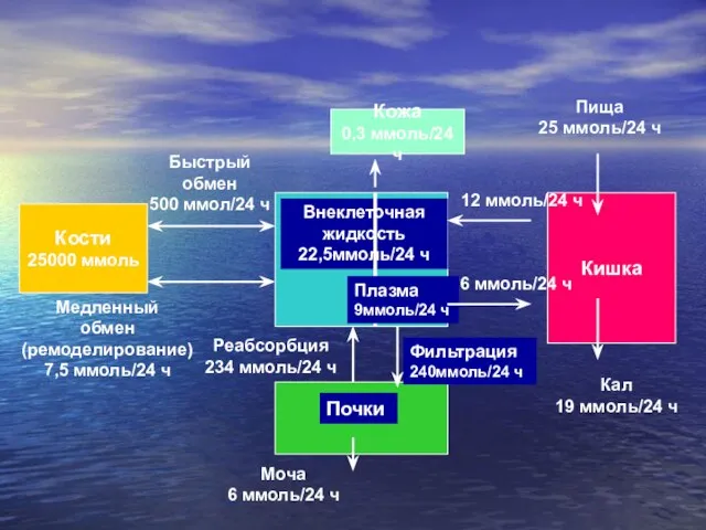 Внеклеточная жидкость 22,5ммоль/24 ч Плазма 9ммоль/24 ч Кости 25000 ммоль Быстрый обмен