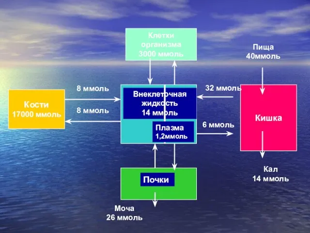 Внеклеточная жидкость 14 ммоль Плазма 1,2ммоль Кости 17000 ммоль 8 ммоль Кишка