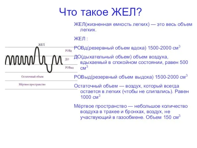 Что такое ЖЕЛ? ЖЕЛ(жизненная емкость легких) — это весь объем легких. ЖЕЛ