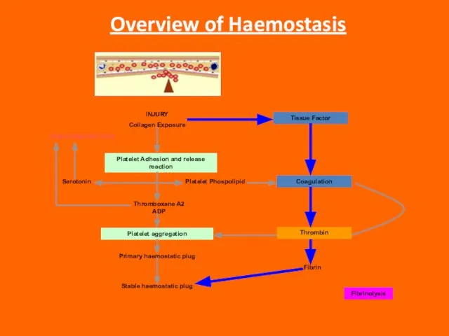 Overview of Haemostasis INJURY Collagen Exposure Platelet Adhesion and release reaction Platelet