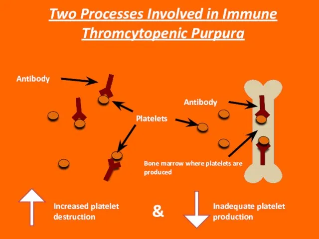 Increased platelet destruction & Inadequate platelet production Two Processes Involved in Immune
