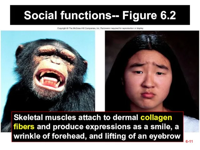 6- Social functions-- Figure 6.2 Skeletal muscles attach to dermal collagen fibers