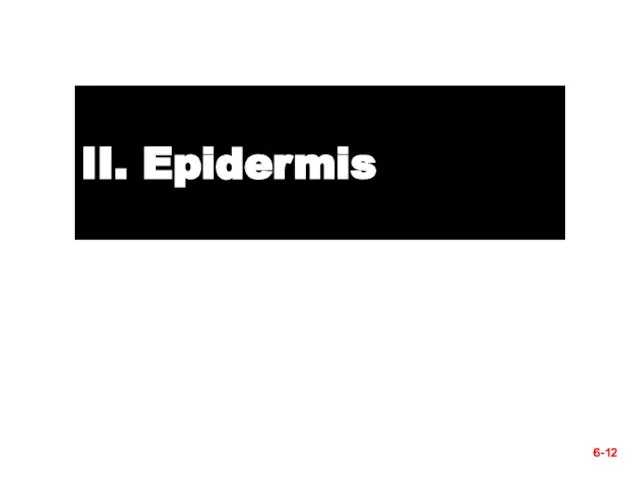 6- II. Epidermis 6-