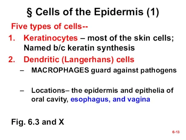 6- 6- § Cells of the Epidermis (1) Five types of cells--