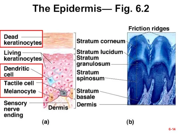 The Epidermis— Fig. 6.2 6-