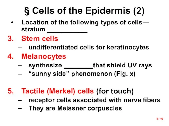 6- 6- § Cells of the Epidermis (2) Location of the following