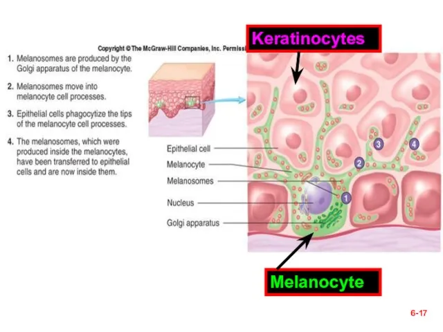 6- Melanocyte Keratinocytes