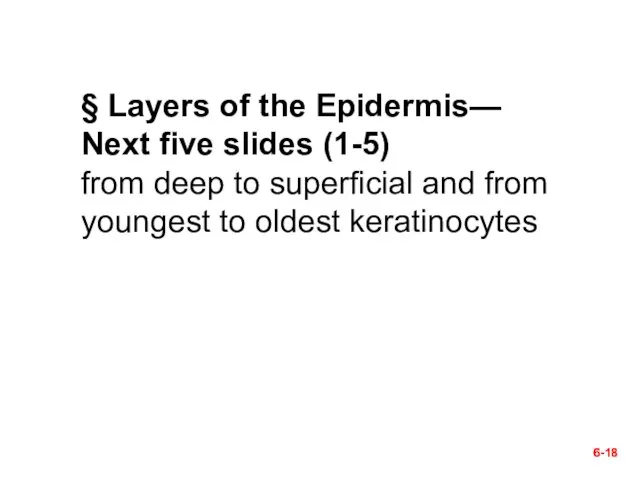 6- § Layers of the Epidermis— Next five slides (1-5) from deep