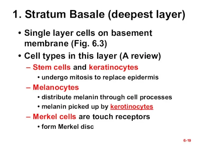 6- 6- 1. Stratum Basale (deepest layer) Single layer cells on basement