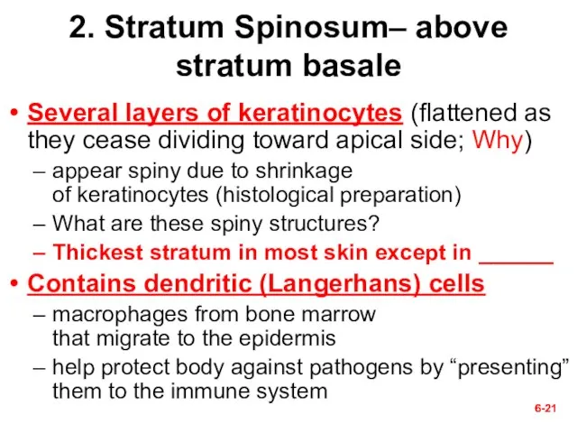 6- 6- 2. Stratum Spinosum– above stratum basale Several layers of keratinocytes