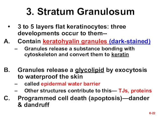 6- 6- 3. Stratum Granulosum 3 to 5 layers flat keratinocytes: three