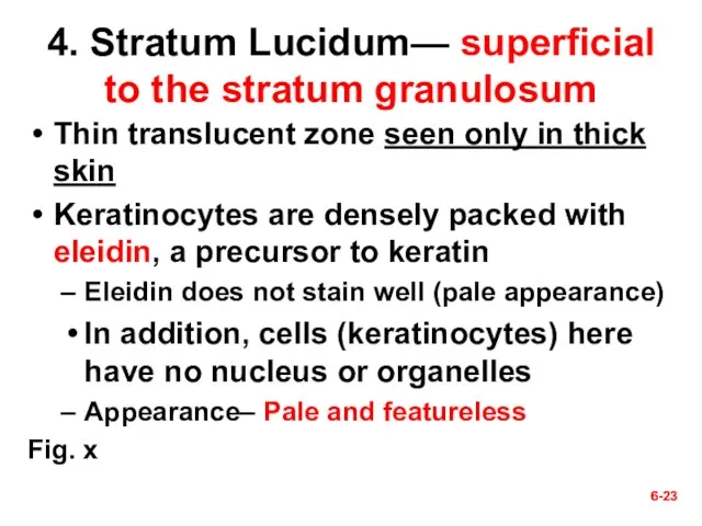 6- 6- 4. Stratum Lucidum— superficial to the stratum granulosum Thin translucent