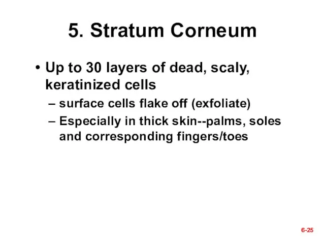 6- 6- 5. Stratum Corneum Up to 30 layers of dead, scaly,