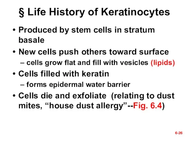 6- 6- § Life History of Keratinocytes Produced by stem cells in
