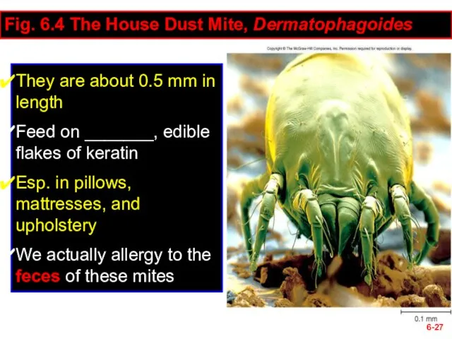 6- Fig. 6.4 The House Dust Mite, Dermatophagoides They are about 0.5