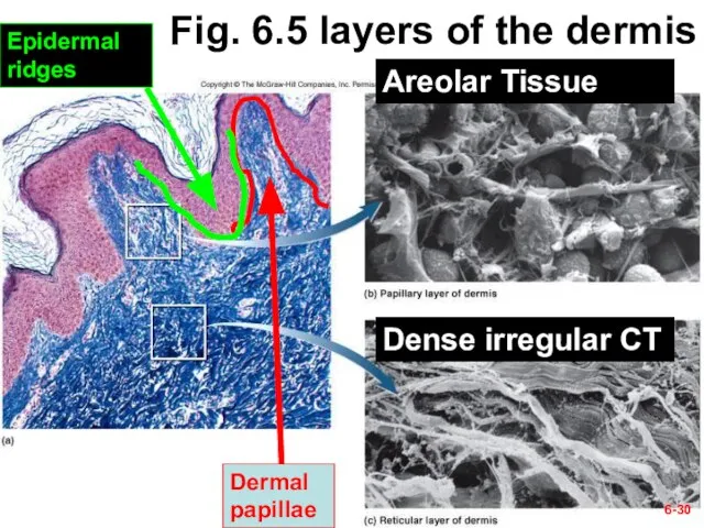 6- Fig. 6.5 layers of the dermis Dermal papillae Epidermal ridges Areolar