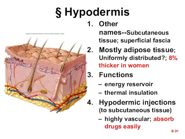 6- 6- § Hypodermis Other names--Subcutaneous tissue; superficial fascia Mostly adipose tissue;