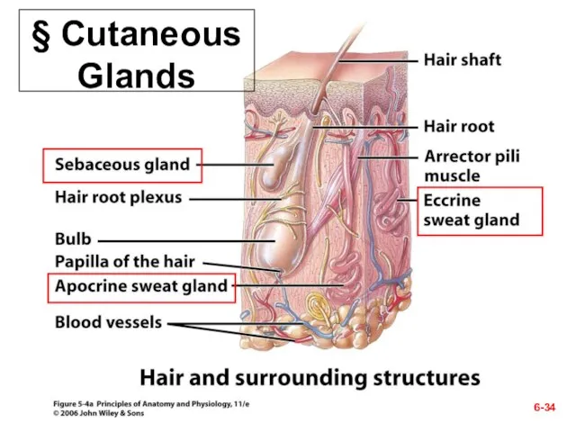 § Cutaneous Glands 6-