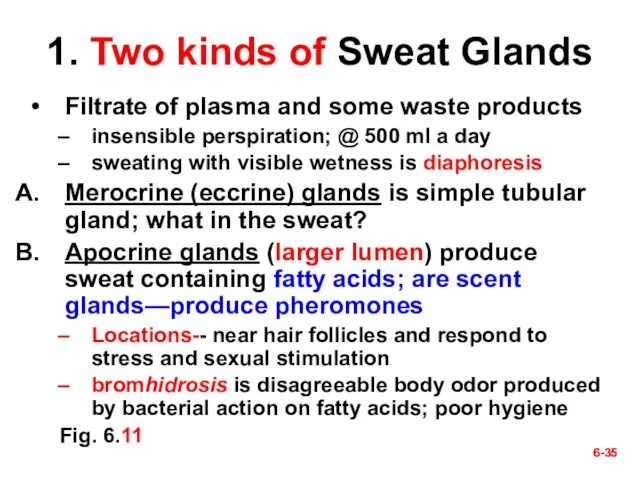 6- 6- 1. Two kinds of Sweat Glands Filtrate of plasma and