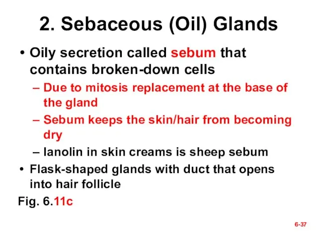 6- 6- 2. Sebaceous (Oil) Glands Oily secretion called sebum that contains