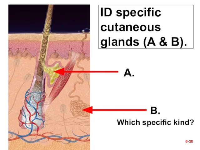 ID specific cutaneous glands (A & B). 6- A. B. Which specific kind?