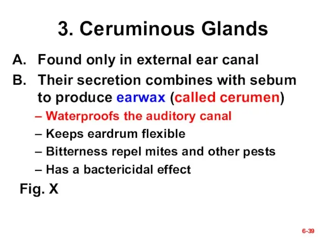 6- 6- 3. Ceruminous Glands Found only in external ear canal Their