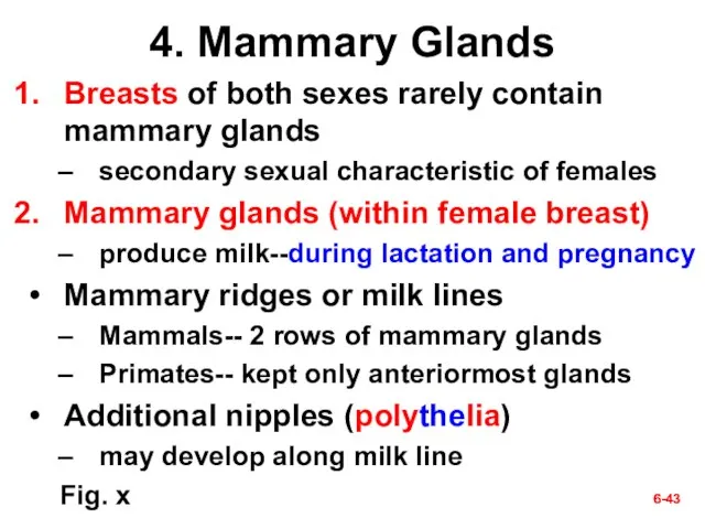 6- 6- 4. Mammary Glands Breasts of both sexes rarely contain mammary