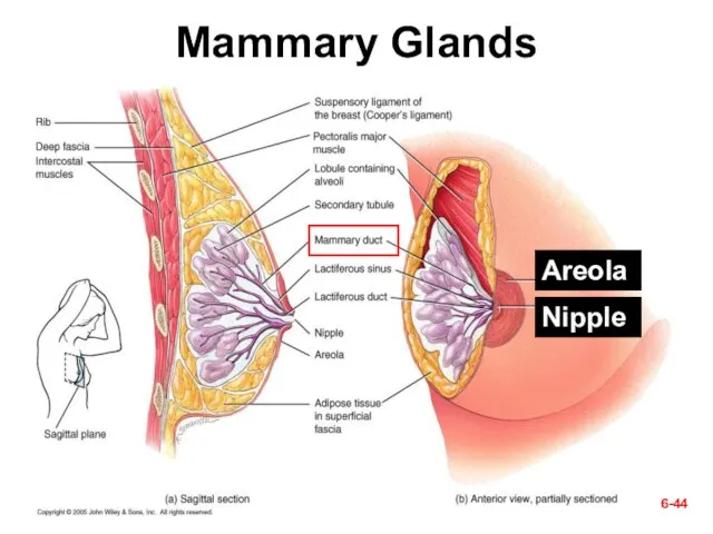 Mammary Glands 6- Areola Nipple