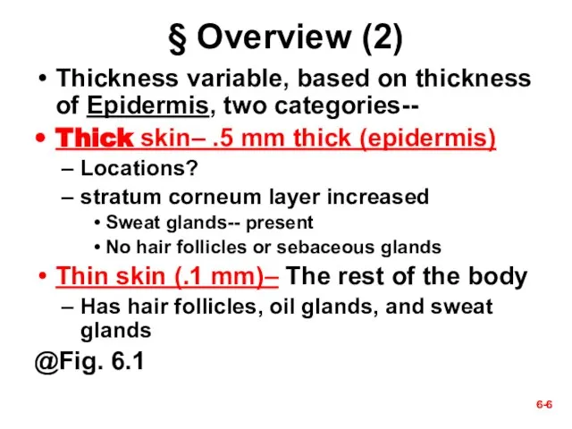 6- 6- § Overview (2) Thickness variable, based on thickness of Epidermis,