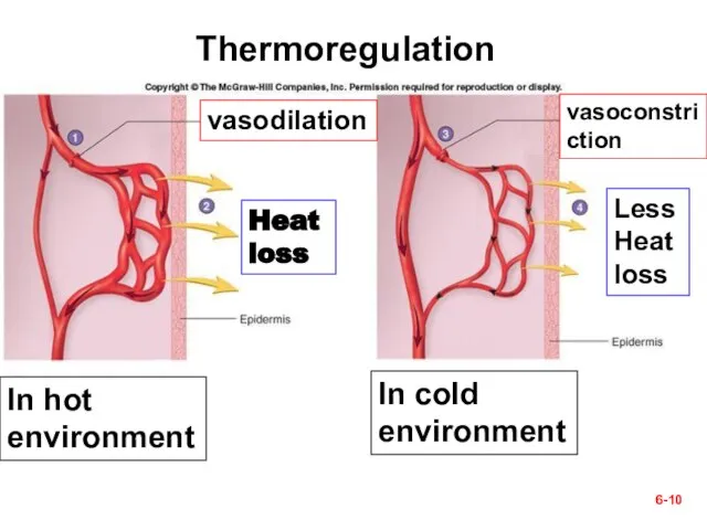 In hot environment In cold environment 6- vasodilation vasoconstriction Heat loss Less Heat loss Thermoregulation