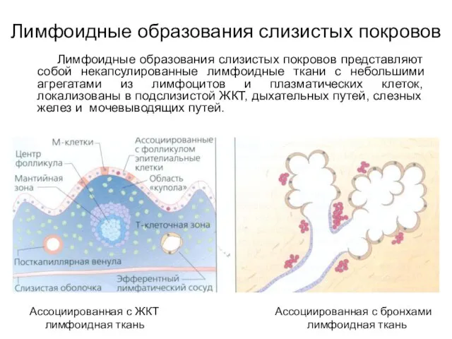 Лимфоидные образования слизистых покровов Лимфоидные образования слизистых покровов представляют собой некапсулированные лимфоидные