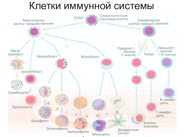 Клетки иммунной системы