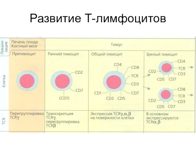 Развитие Т-лимфоцитов