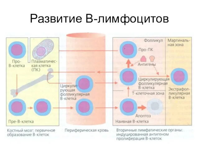 Развитие В-лимфоцитов