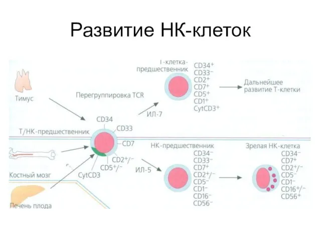 Развитие НК-клеток