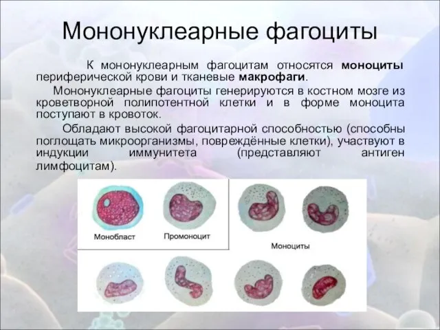 Мононуклеарные фагоциты К мононуклеарным фагоцитам относятся моноциты периферической крови и тканевые макрофаги.